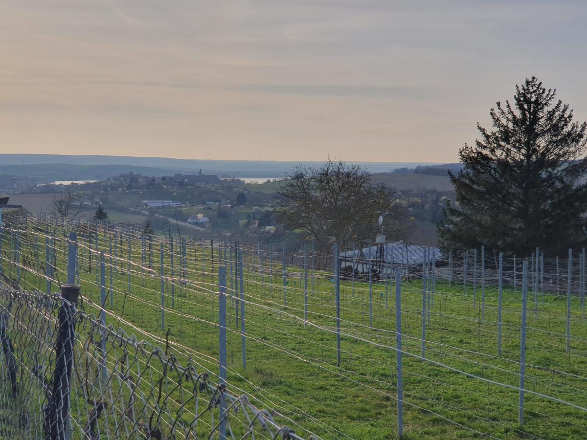 Weingut Born